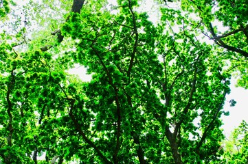 Savannah, Georgia, USA oak tree lined road at historic Wormsloe Plantation.