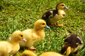 cute ducklings in the grass, black lake, Gramado, Brazil