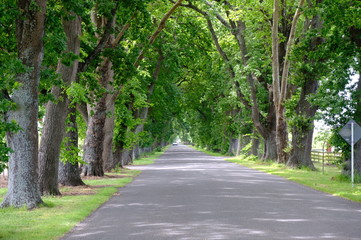 Fototapeta na wymiar Savannah, Georgia, USA oak tree lined road at historic Wormsloe Plantation.