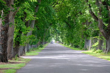 Savannah, Georgia, USA oak tree lined road at historic Wormsloe Plantation.