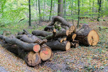 Holzstapel