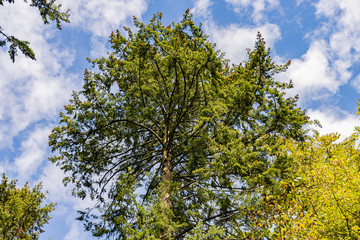 Wald im Stromberg