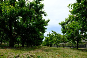 Obraz premium Organic apples hanging from a tree branch in an apple orchard