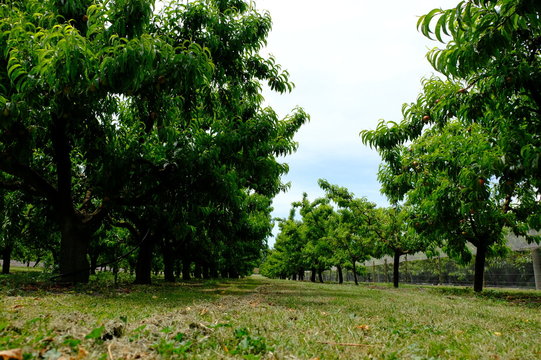 Organic apples hanging from a tree branch in an apple orchard