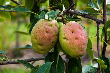 ripe green pears grow on a tree.