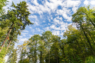 Obraz premium Wald im Stromberg
