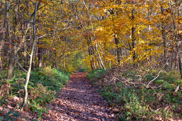 the beautiful autumn colours in the woods of the Saint-Adrien hillsides near Rouen