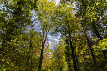 Naklejka premium Wald im Stromberg
