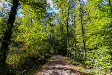 Wald im Stromberg