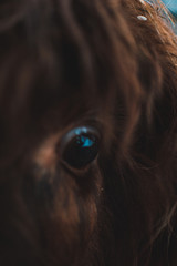 Scottish Highland Cow in field looking at the camera, Ireland, England, suffolk. Hairy Scottish Yak. Brown hair, blurry background