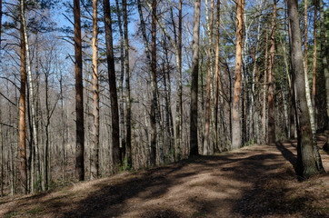 Spring forest trees landscape. View forest background in spring forest