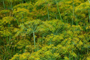 Background with dill umbrella closeup. Garden plant. Fragrant dill on the garden .