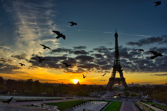 Birds Flying in front of Eiffel Tower: very early morning - Powered by Adobe