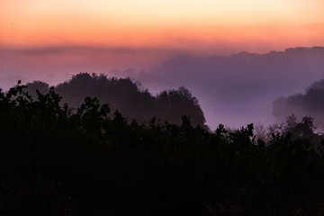 Nebel hinter der Bäumen