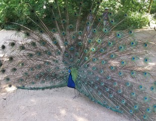 Obraz premium Pfau