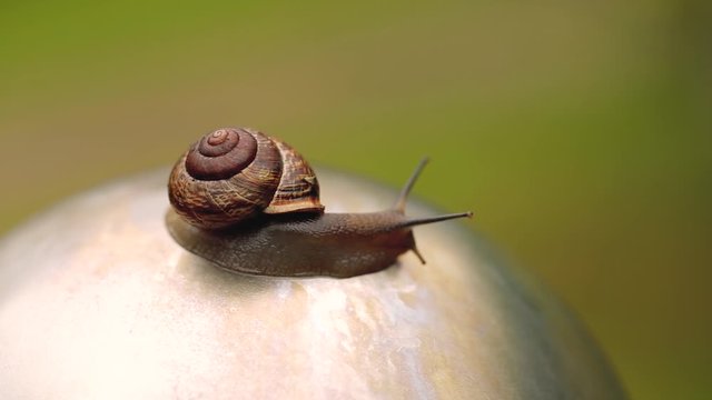 Snail creeping on a stone in Macro shot summer day