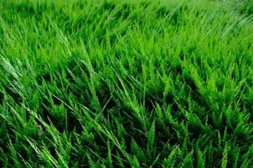 Fototapeta na wymiar Green grass wall texture for backdrop design and eco wall and die-cut for artwork.