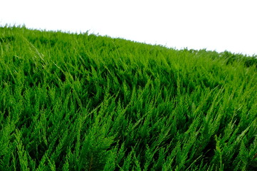 Green grass wall texture for backdrop design and eco wall and die-cut for artwork.