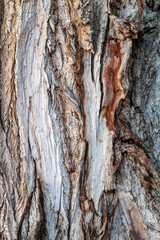 Closeup Tree Bark Texture For Background or Overlay