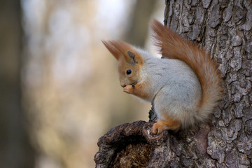 Portrait of a squirrel eating a branch in a zoo.