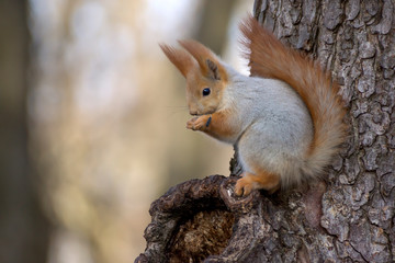 Portrait of a squirrel eating a branch in a zoo.