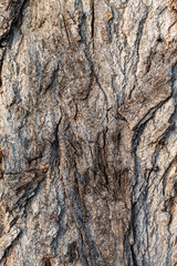 Closeup Tree Bark Texture For Background or Overlay