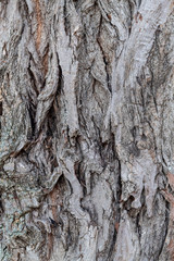 Closeup Tree Bark Texture For Background or Overlay