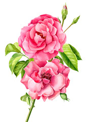 beautiful roses on isolated white background, watercolor illustration, botanical painting, flora design