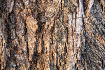 Closeup Tree Bark Texture For Background or Overlay