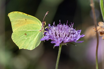 Primer plano de una mariposa verde, se alimenta de una flor lila