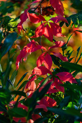 Wilder bunter roter Wein