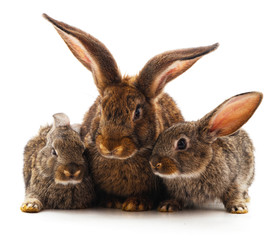 Rabbit with child.
