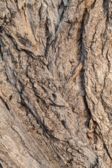 Closeup Tree Bark Texture For Background or Overlay
