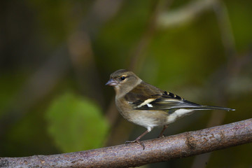 Buchfinkweibchen 