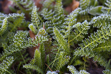 Junge Schafgarbe im Herbst mit Reifeis überzogen. © Simion
