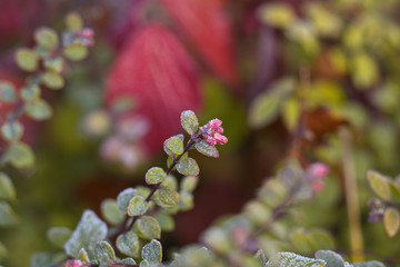 Zierstrauch im Schwarzwald im Herbst mit Reifeis &uuml;berzogen.