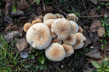 Closeup White Mushrooms Which Are Growing in Autumn - November
