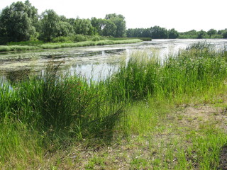 Pond