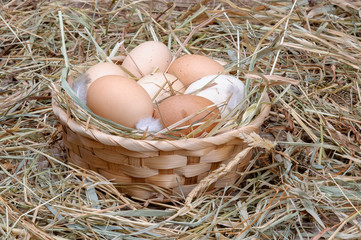 Basket with chicken eggs on dry grass.
