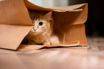Cute baby kitten sitting inside of brown paper grocery sack