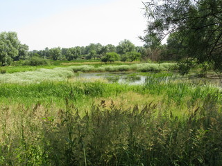 Pond