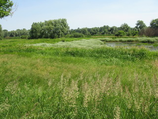 Pond