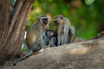 Vervet Monkey - Chlorocebus pygerythrus - family with parents and children of monkey of the family Cercopithecidae native to Africa, very similar to malbrouck (Chlorocebus cynosuros)