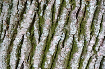 bark of a tree
