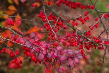 autumn barberry bush with berries