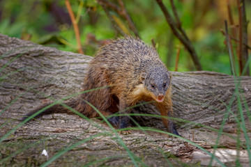 Yellow Mongoose - Cynictis penicillata or the red meerkat, is a member of the mongoose family, lives in open country, from semi-desert scrubland to grasslands in South Africa