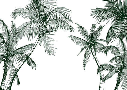 Tropical card with green palm trees. Hand drawn vector illustration.