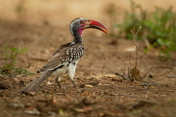 Obraz premium Southern Red-billed Hornbill - Tockus erythrorhynchus rufirostris family Bucerotidae, which is native to the savannas and dryer bushlands of southern Africa