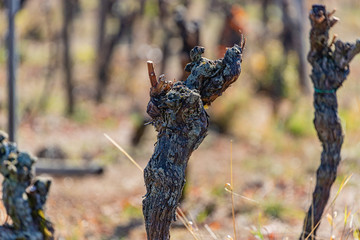 alte knorrige Weinrebe im Stromberg