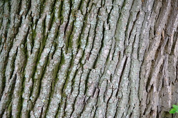 bark of a tree